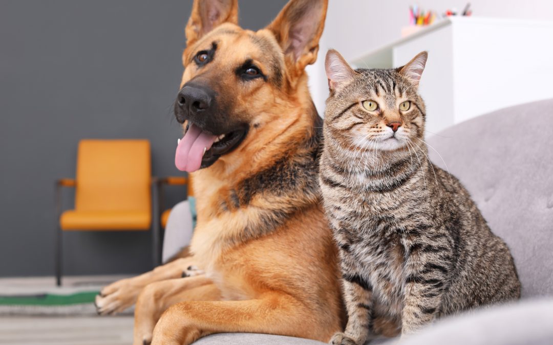 The Surprising Cost of Owning a Pet